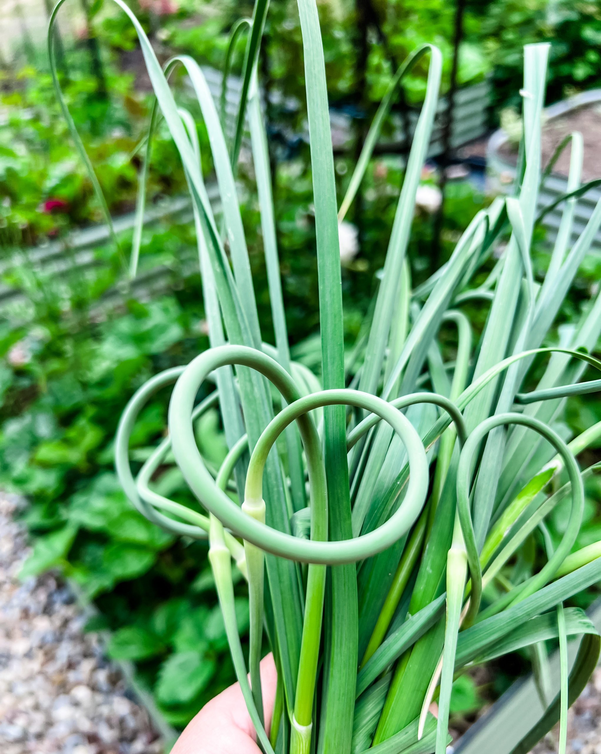 Garlic Scapes - An Early Summer Delicacy - I Breathe I'm Hungry