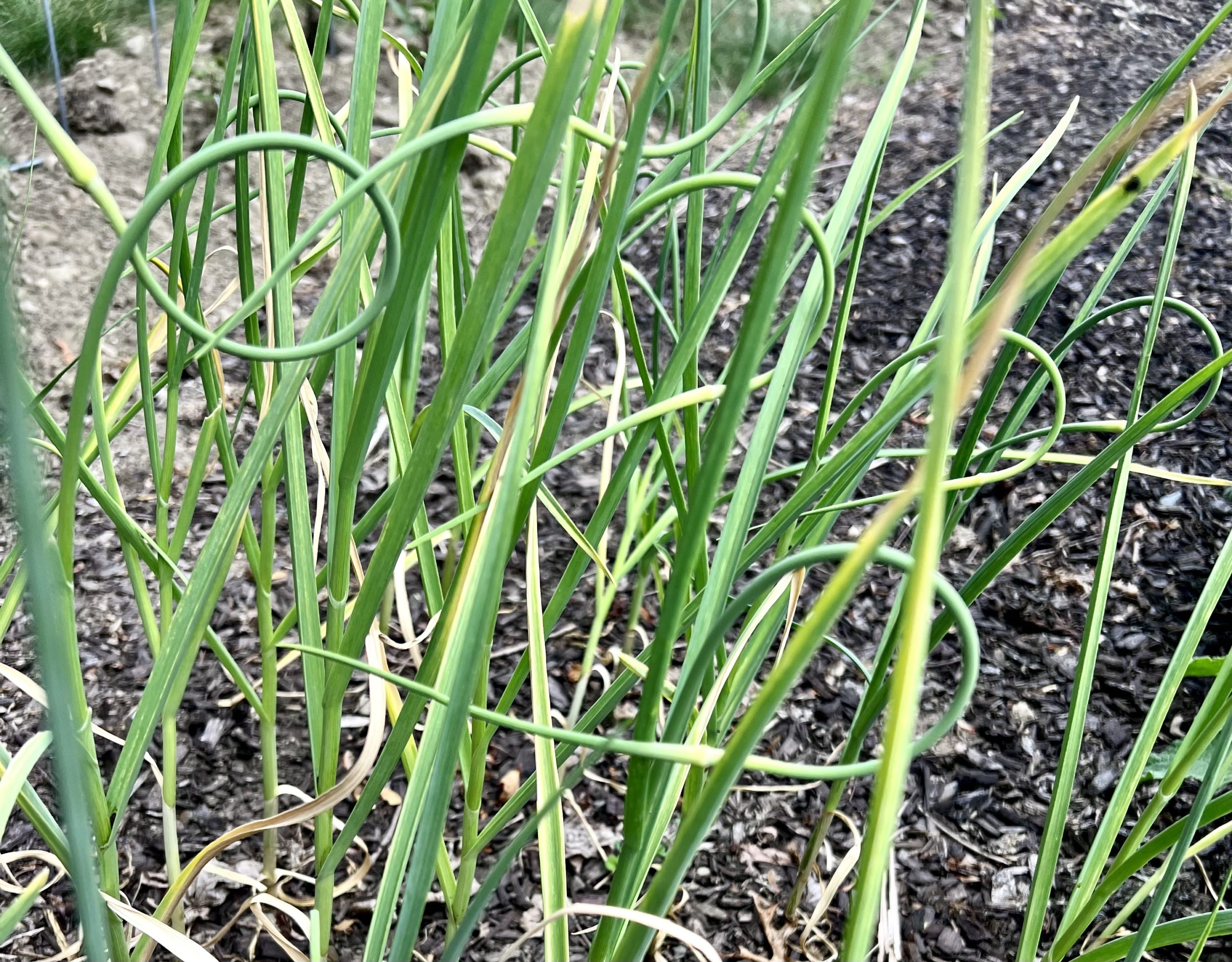 garlic scapes in the garden and ready to harvest

