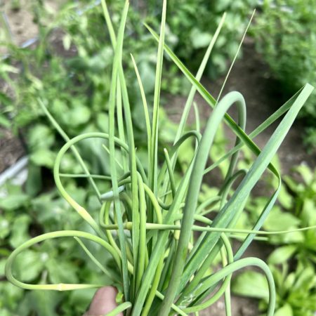 garlic scapes with the vegetable garden in the background