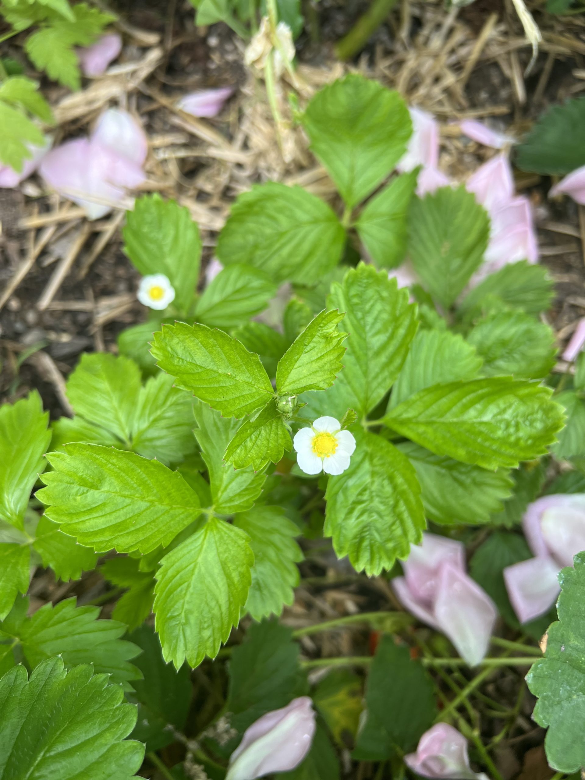 A strawberry plant with white flowers on it