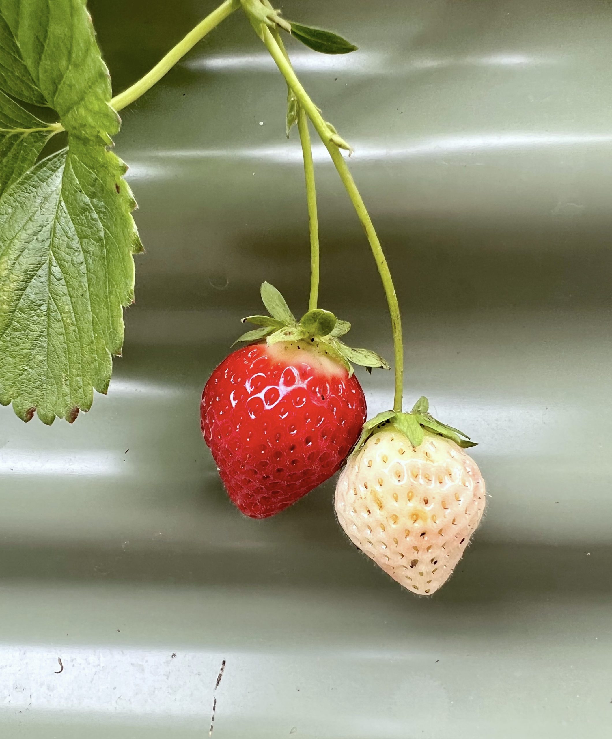 Two strawberries hanging from a plant, one is red and ripe, the other is white and unripe