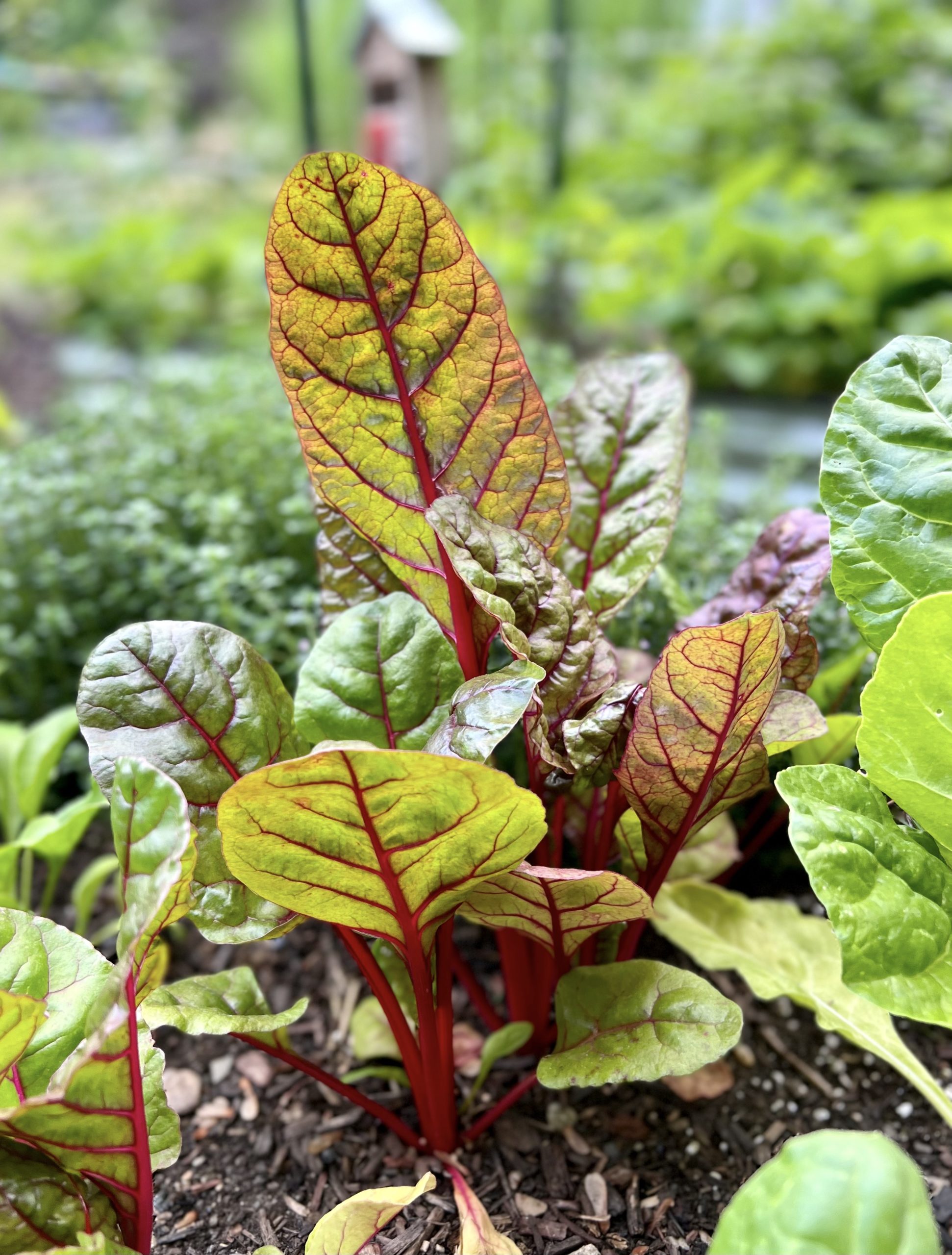 Swiss Chard Gritty At Mitzi Mcclain Blog Swiss Chard Gritty At Mitzi Mcclain Blog