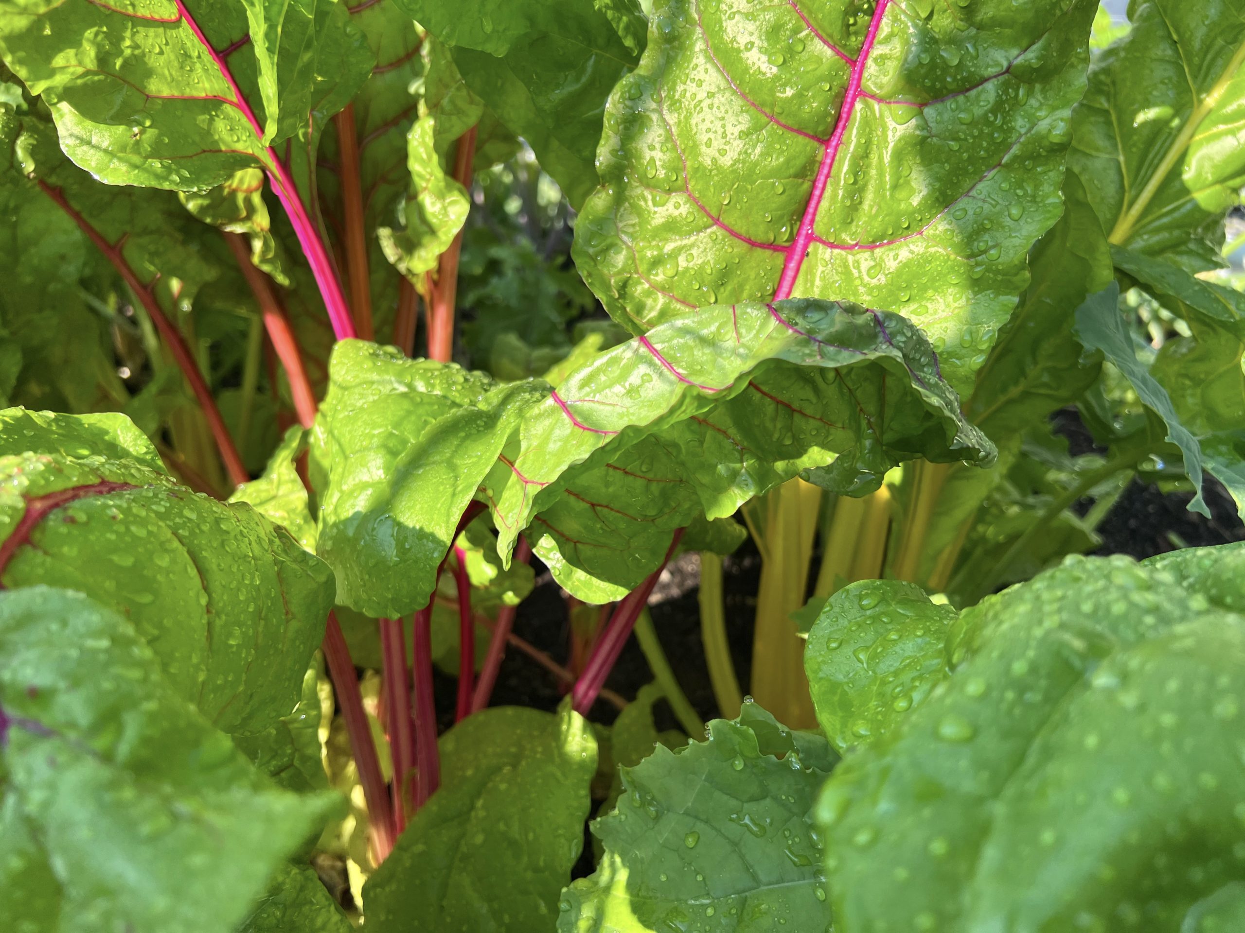 Swiss Chard aka Silverbeet Swiss Chard aka Silverbeet