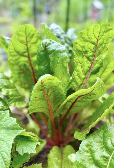 Ruby Red Swiss chard growing in the garden