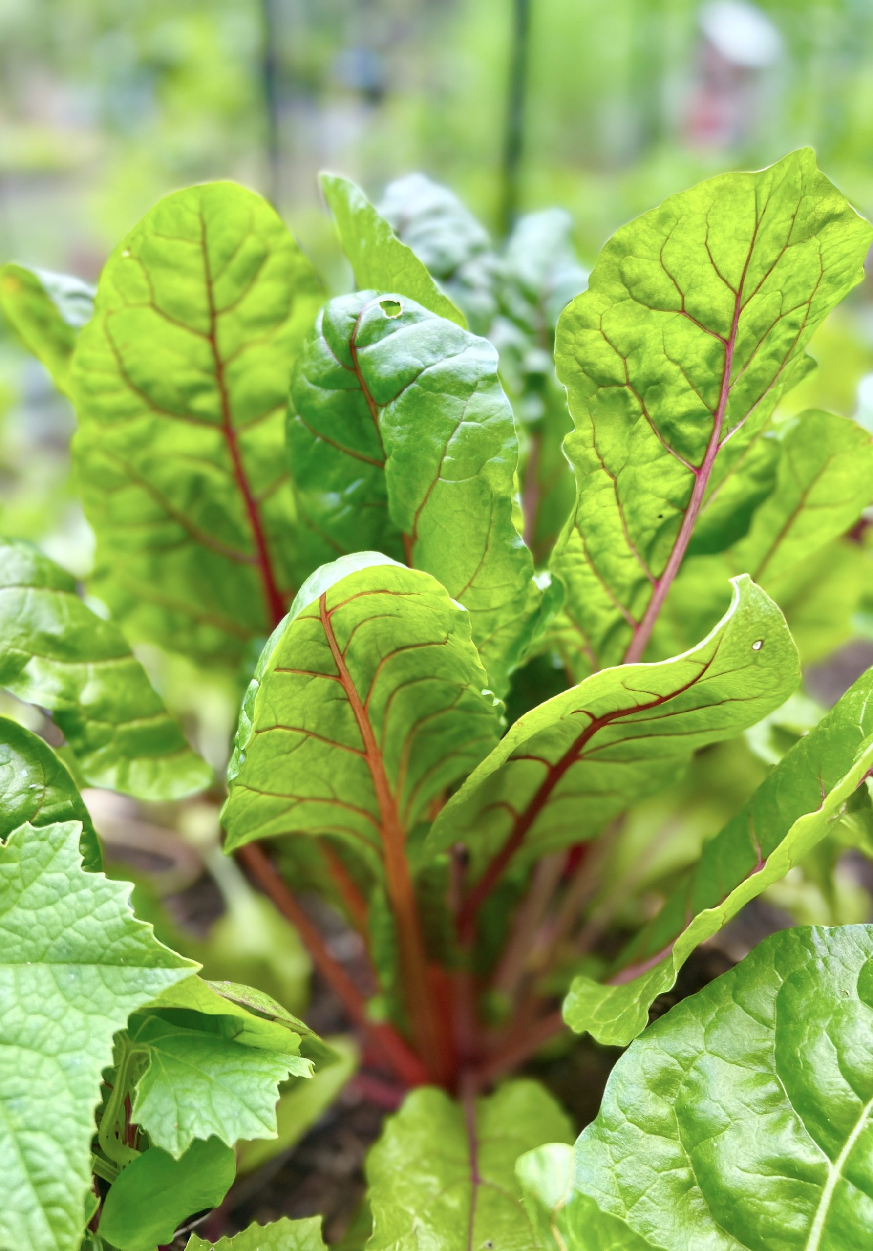 Ruby Red Swiss chard growing in the garden