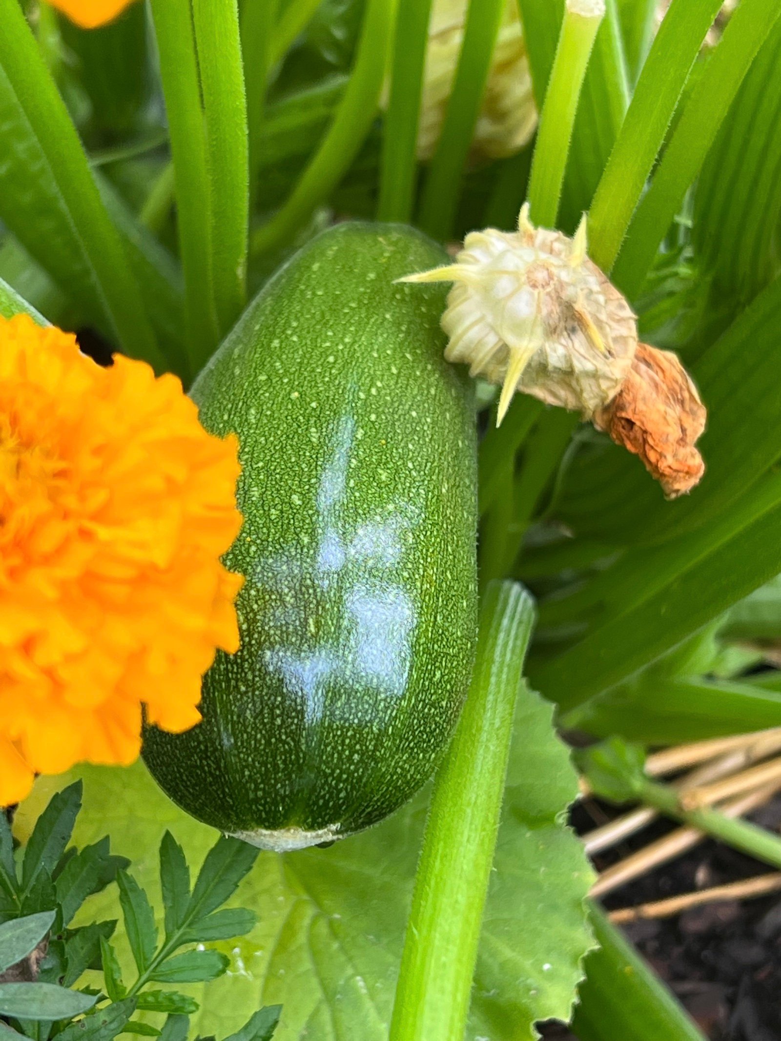 A green zucchini still on the plant with a marigold blossom in the foreground.